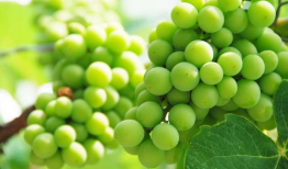 葡萄种植技术与管理视频教程,葡萄种植技术与管理视频教程精华概述